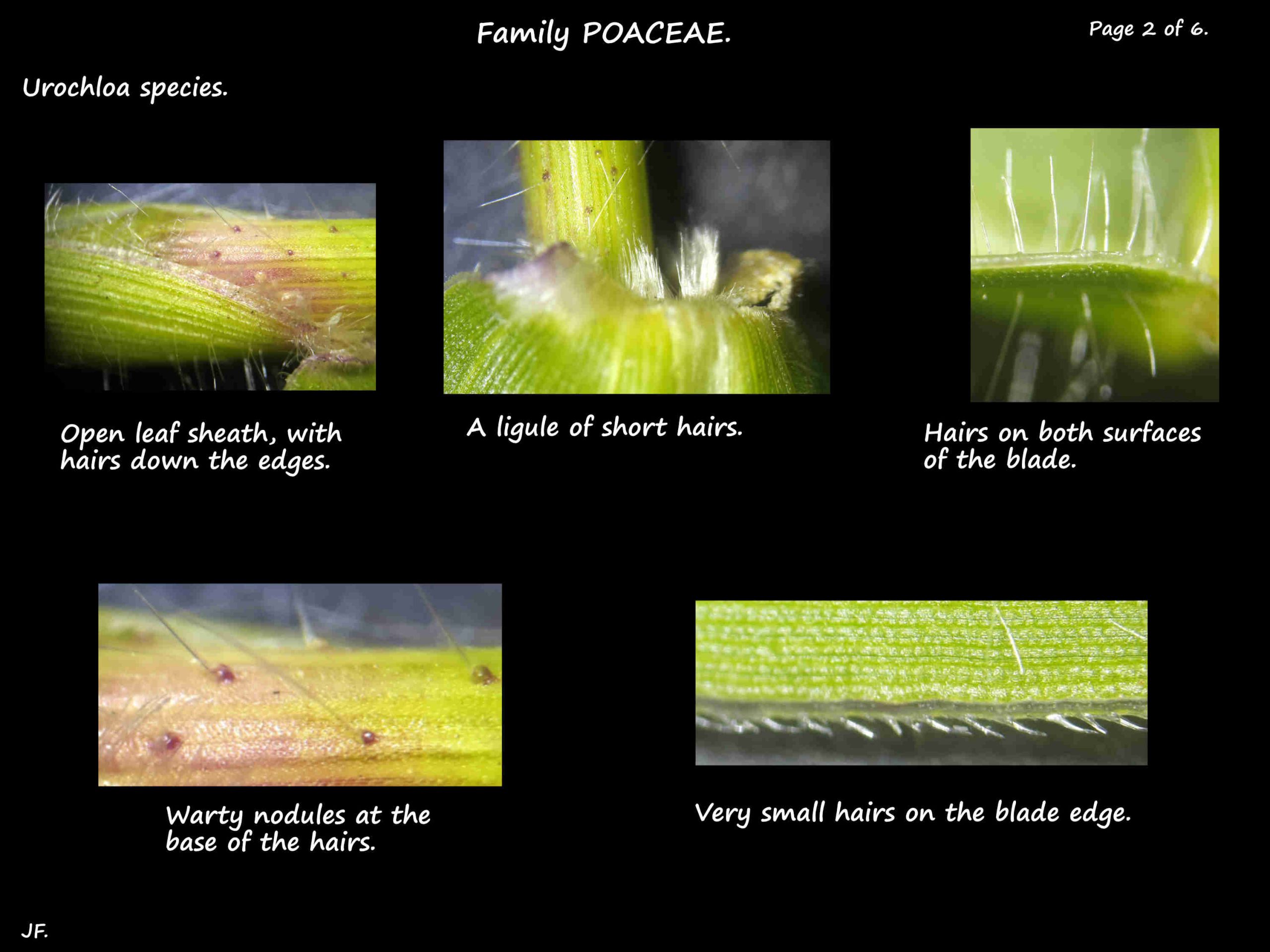 2 Urochloa ligule, sheath and leaf hairs